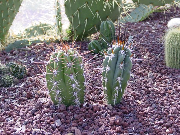 Stetsonia_coryne_2